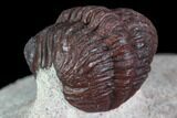 Red Barrandeops Trilobite - Hmar Laghdad, Morocco #108206-4